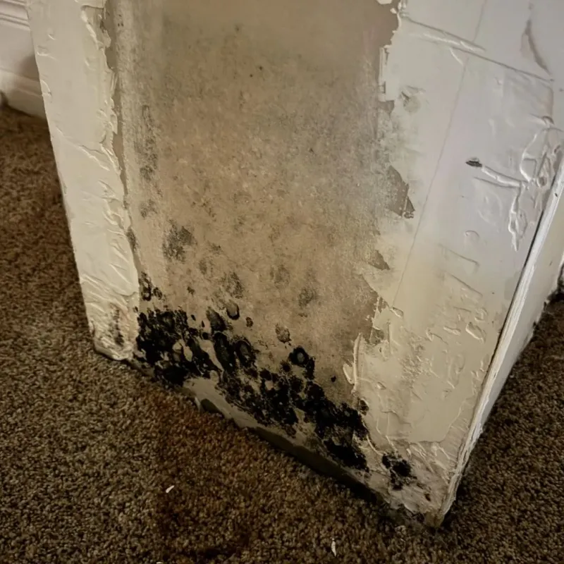Professional Mold Removal in Racine, WI